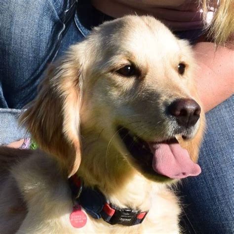 Our mission is to save as many dogs as possible by rescuing from high kill shelters and the streets of houston. Ned - Almost Home Dog Rescue