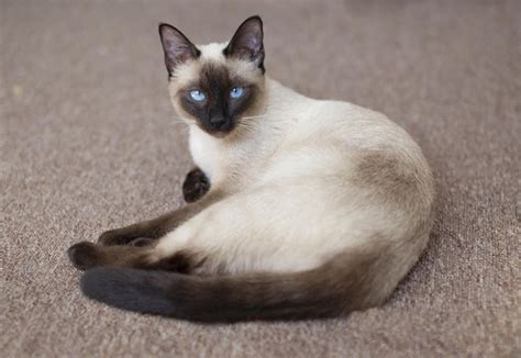 Mèo Xiêm Siamese Cat Đặc điểm Cách Nuôi Và Giá