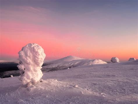 Amazing Cold Pink Dawn Over A Snowy Winter Hill View Of The Snow