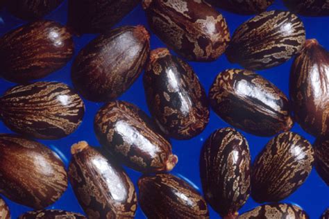 Oil Nut Caribbean Dictionary