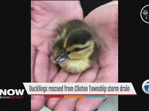 Eight Ducklings Rescued From Storm Drain