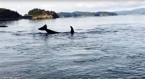 Killer Whales Use Beach Pebbles To Massage Themselves And