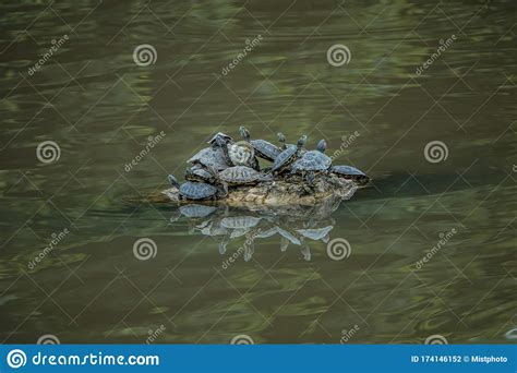 Turtles On The Rock In The Lake Stock Photo Image Of Rock Reflexion