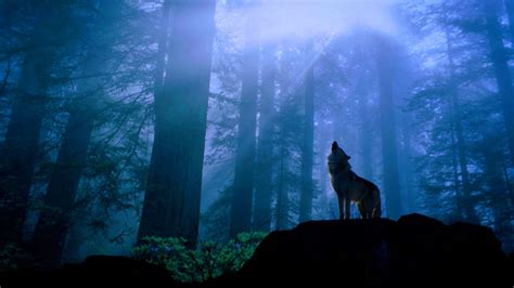 Wolf Wallpapers 1920x1080 Wallpaper Cave