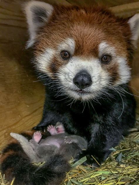 ‘adorable And Perfect Red Panda Cub Born At Zoo Jersey Evening Post
