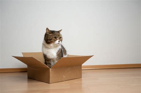 Why Do Cats Love Boxes Hide And Scratch