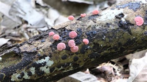 Fungi On Rotting Logs YouTube