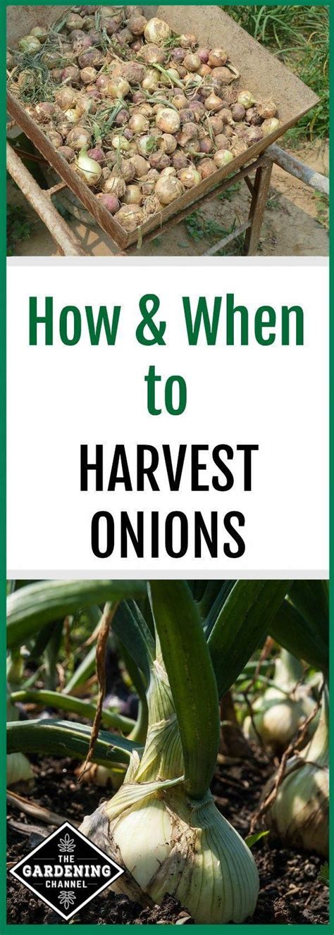When to harvest onions and how to cure onions. Learn how to harvest onions, including how to time your ...