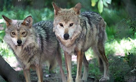 Two Endangered Mexican Gray Wolves Found Dead in New Mexico | Wolf ...