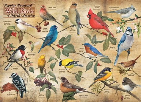 1000pc Popular Backard Wild Birds Of North America Jigsaw