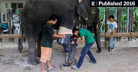 Mosha Thai Elephant Wounded By Land Mine Gets New Prosthetic Limb