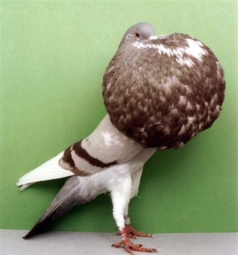 Norwich Cropper Pigeon Pictures ~ Encyclopedia Of Pigeon Breeds