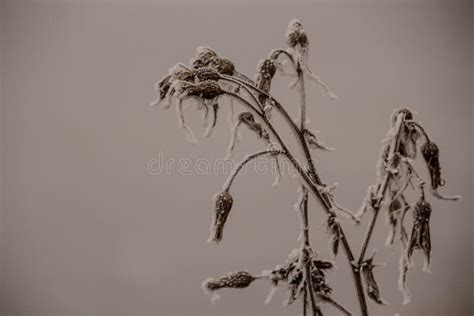 Frozen Plant Covered In Frost Stock Image Image Of Flowers Frost