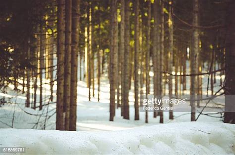 Pokljuka Forest Photos And Premium High Res Pictures Getty Images