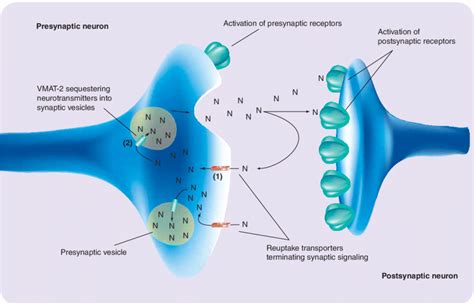 Neuronal Synapse Depicting Release Of Monoamine Neurotransmitter With