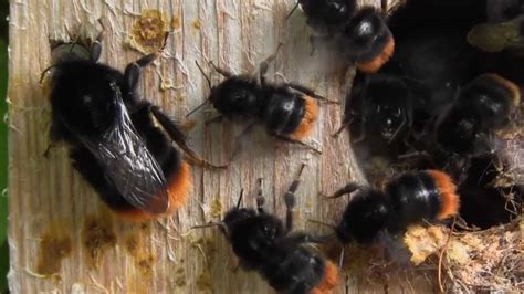Red Tailed Bumblebees Nest Youtube