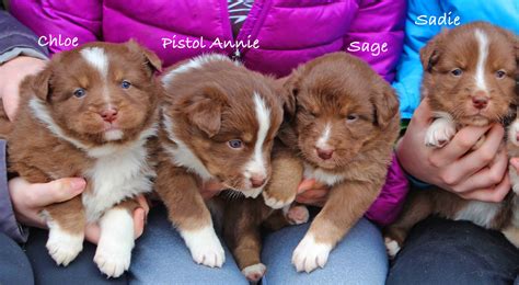Two Litters Of Purebred Australian Shepherd Puppies For Sale The Pulse