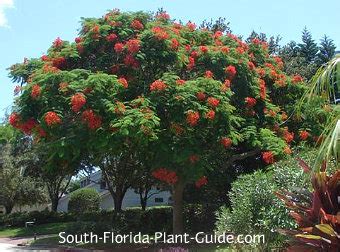 Maybe you would like to learn more about one of these? Royal Poinciana Tree