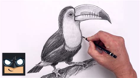 How To Draw A Toucan Beginners Sketch Art Lesson Step By Step Youtube