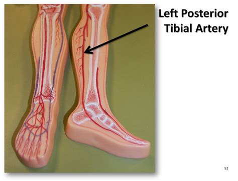 Left Posterior Tibial Artery The Anatomy Of The Arteries My XXX Hot Girl