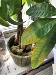 Check spelling or type a new query. Houseplants forum: Sad "Money Tree" - Garden.org