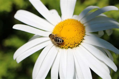 Top Que Es El Polen De La Flor Anmb Mx