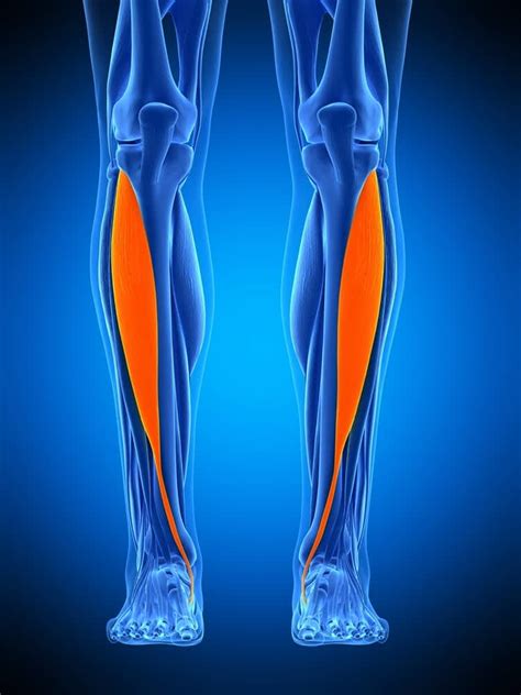 Pain In The Shin Bone Shin Splints The Buxton Osteopathy Clinic