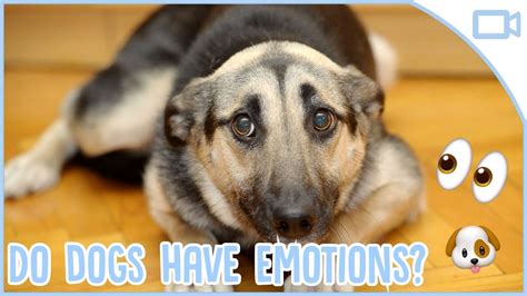 Do Dogs Experience Emotions Like People Youtube