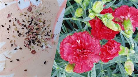 How To Collect Carnations Seeds Youtube