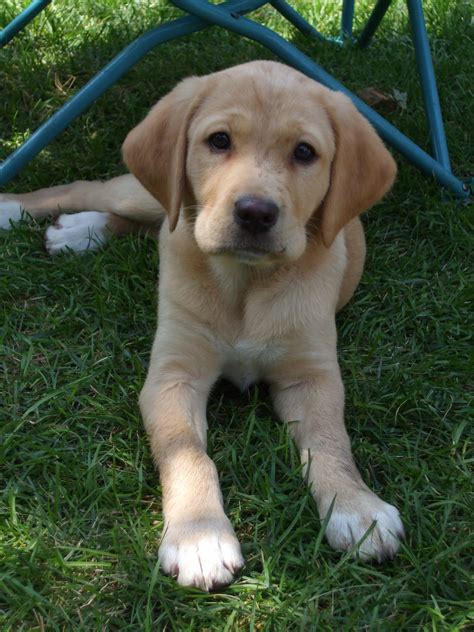 Gabbys Puppy Mix Beaglelab Beagle Mix Mixed Breed Dogs Puppy Mix