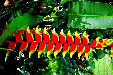 Heliconia Flower Of Tropical Rainforest Photograph By Dan Steeves