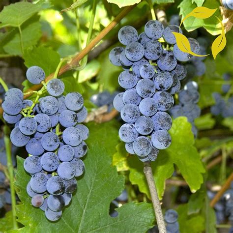 Buy 4 Packs X 10 Riverbank Grape Vitis Riparia Vine Seeds