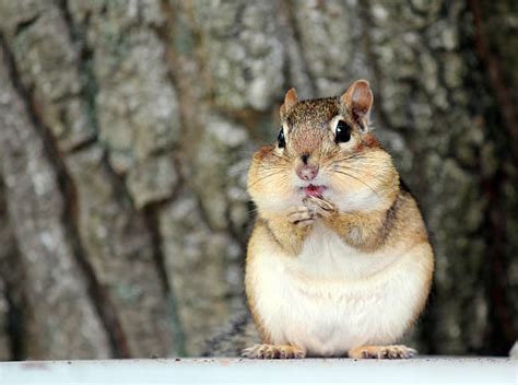 Chipmunk Pictures Images And Stock Photos Istock
