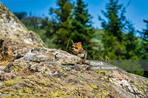 Shallow Focus Shot Of A Siberian Chipmunk Eating A Nut On The Rock