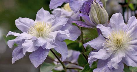 Check spelling or type a new query. Winter Care and Protection for Clematis Plants | Gardener ...