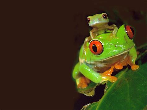 Funny Cute Little Frogs Funny Animals