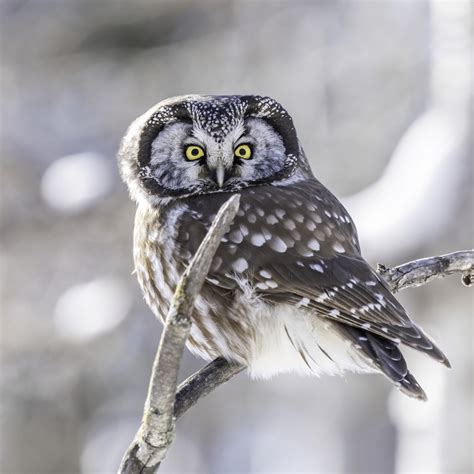 The Weather Network What A Hoot Rare Owl Sighting Captured In Calgary