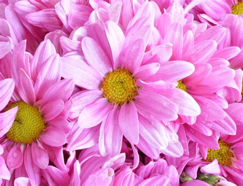 Pink Chrysanthemum Flowers Stock Photo Image Of Garden 50198350