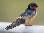 Barn Swallow | Celebrate Urban Birds