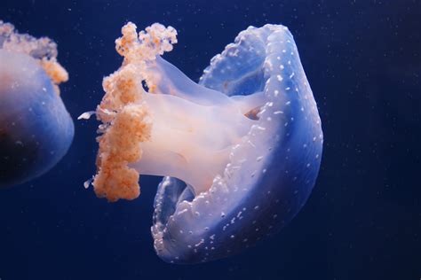 Free Images Underwater Jellyfish Blue Invertebrate Cnidaria