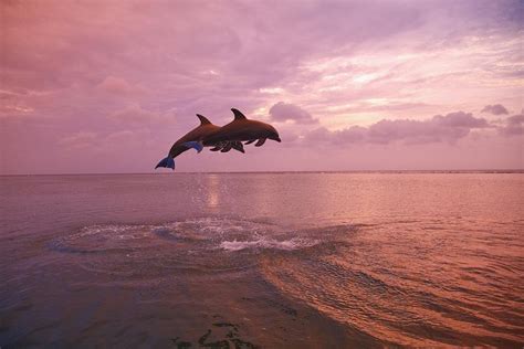 Bottlenose Dolphins Tursiops Truncatus Jumping Together At Sunset In
