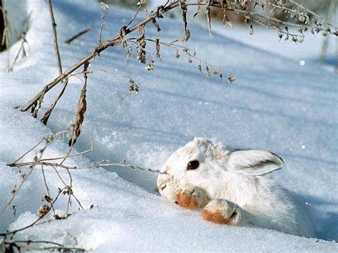 Snow Bunny Wild Animals Wallpaper 2785485 Fanpop