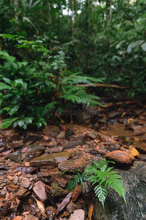 Lush Vegetation Of Malayan Rainforest In Hala Bala Wildlife Sanctuary