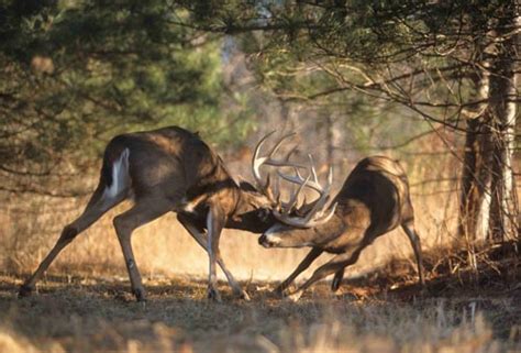 Big Whitetail Bucks Fighting