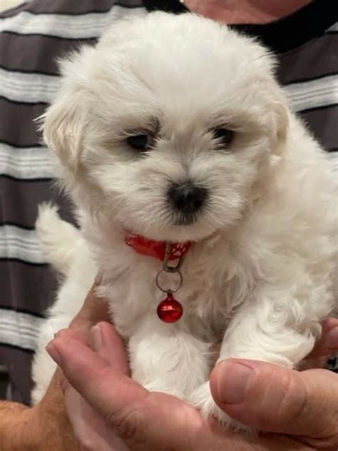 Stud Hire Shih Tzu X Maltese Male Caloundra For Stud Hire Only