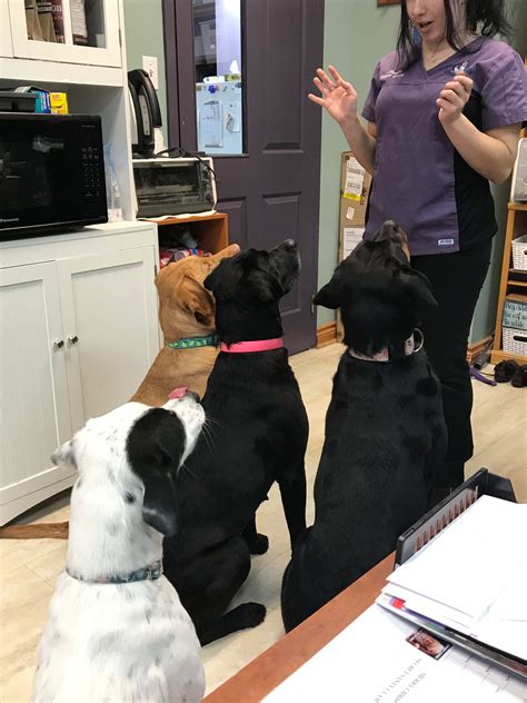 Photo Gallery – Bridge Street Veterinary Hospital