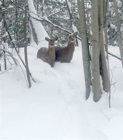 Digging It Adirondacks Get Up To 40″ Of Snow News