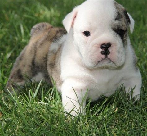 This suggest you go check if it means looking for english bulldog puppies: Miniature English Bulldog Puppies For Sale | Jacksonville, FL #254387
