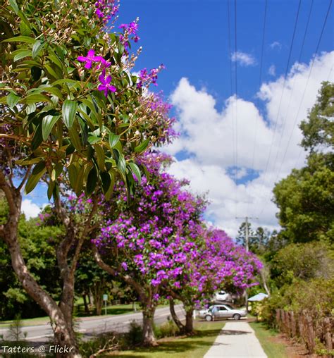 Purple Glory Trees In Australia Flaxton Drive Along The Bl Flickr