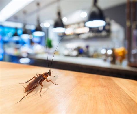 This can be very problematic. What Is Pest Exclusion? How To Protect Your Home Or Business